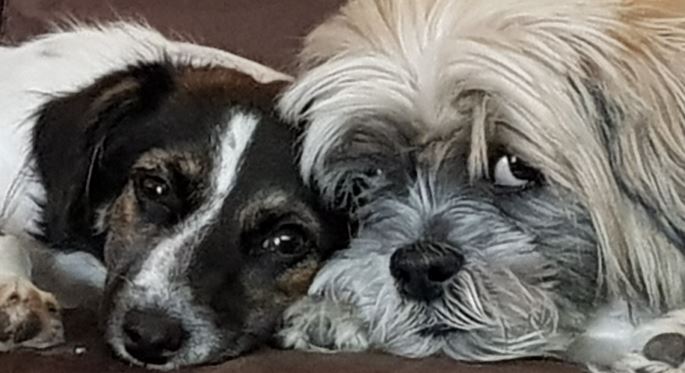 dog-gifts-and-cat-gifts-hamper-delight-gift-hampers